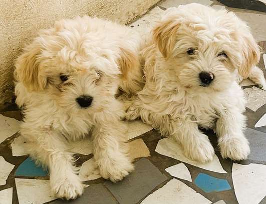 bichon maltais croisé havanais image 2