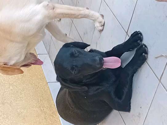 Labrador noir jeune affectueux et joueur image 6