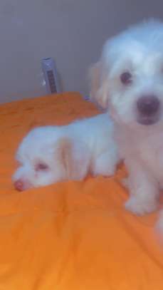 Mignon chiots image 5
