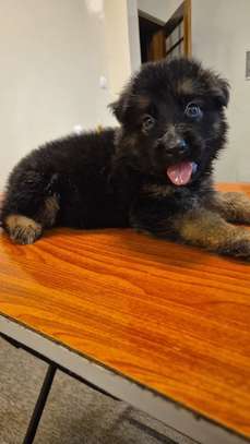Chiot berger allemand pur image 4