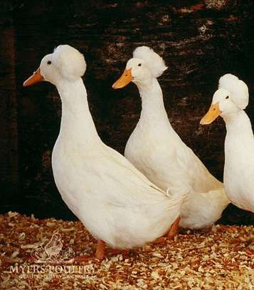 Oiseaux image 5