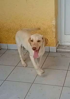 Labrador pure race image 2