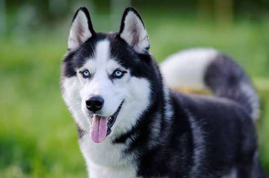 Chiot Husky Sibérien provenance BERLIN image 6