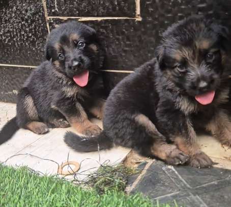 Chiot berger allemand pur image 5
