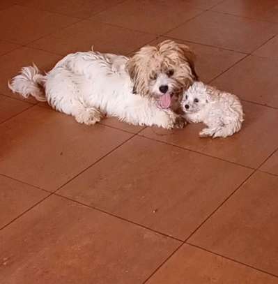 Bichon maltes image 9