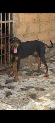 Couple doberman image 8