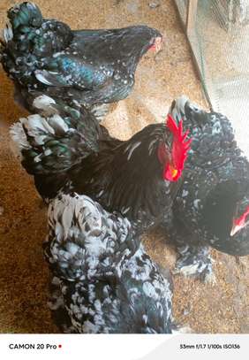 Poussins cochins cailloutés image 4