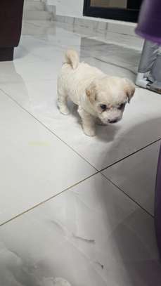 À VENDRE – PETIT BICHON MALTAIS FEMELLE image 2