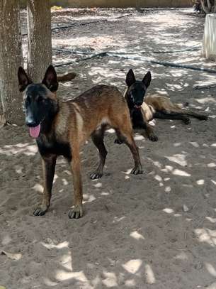 Couple Berger Malinois image 6