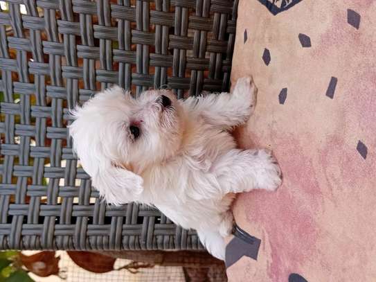 Bichon maltes image 4