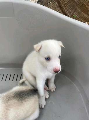 Husky image 4