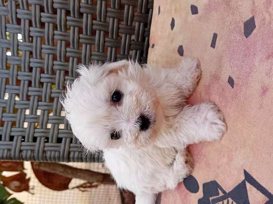 Bichon maltes image 2