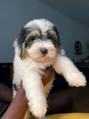 2 Chiots Bichon Maltais affectueux et joueurs image 3