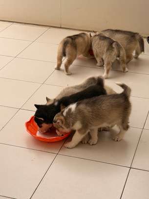 Husky de Siberie image 3