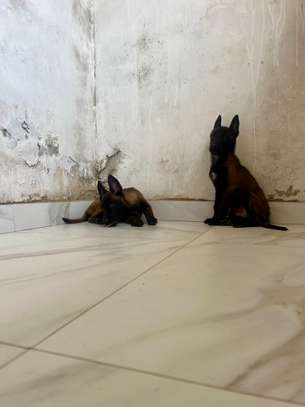 Malinois chiot énergique familial image 3