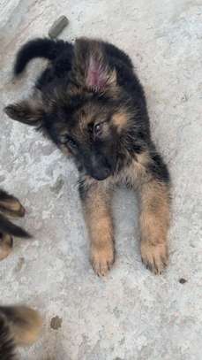 Berger Allemand chiot noir et feu image 9