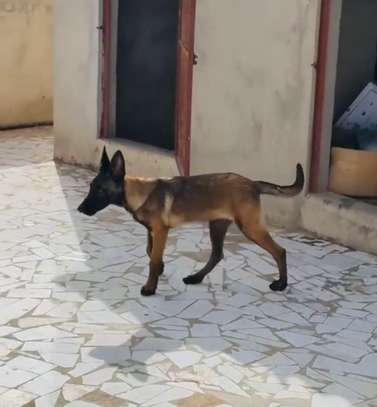 Berger malinois image 3