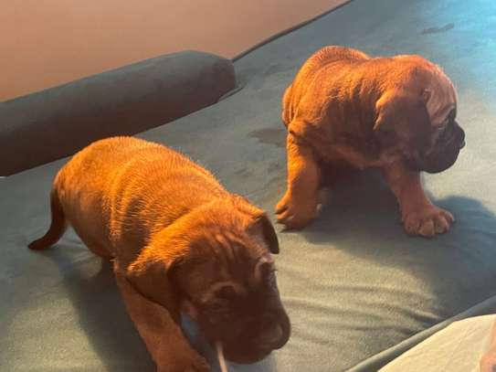 Boerboel image 2