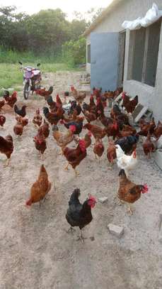 Poussins et œufs fertiles poulet goliath image 2