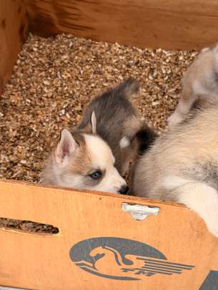 Husky de Siberie image 11