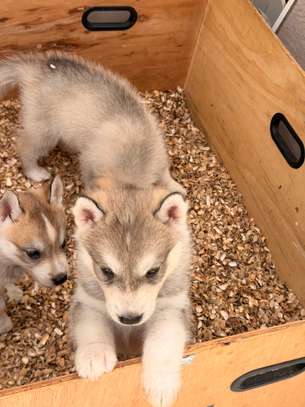 Husky de Siberie image 9