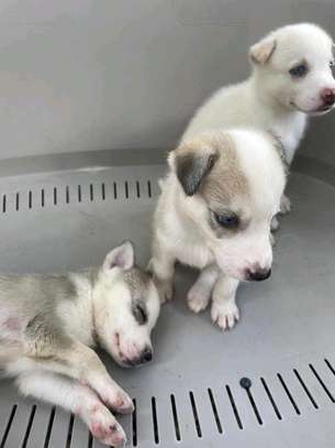 Husky image 3