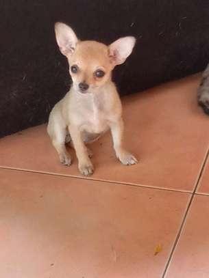 Chiots Chihuahua jeunes variés affectueux loyaux image 12