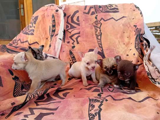 Chihuahua image 2