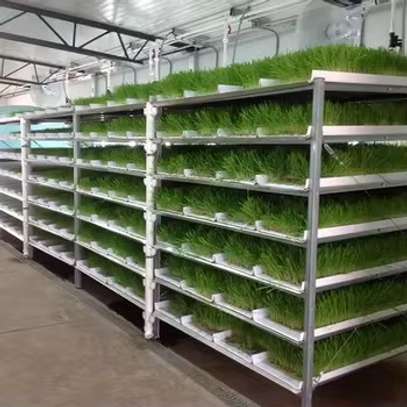Vente de plateaux Hydroponic image 3