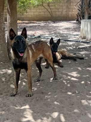 Mâle Berger Malinois image 4