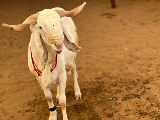 Mouton de tabaski de qualite image 9