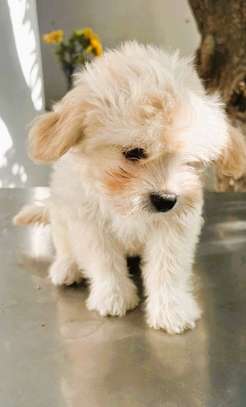 bichon maltais croisé havanais image 3