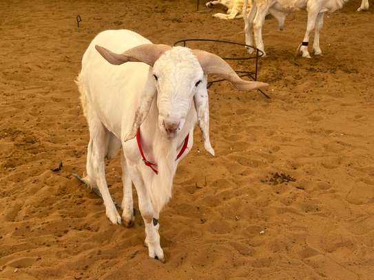 Mouton de tabaski de qualite image 14