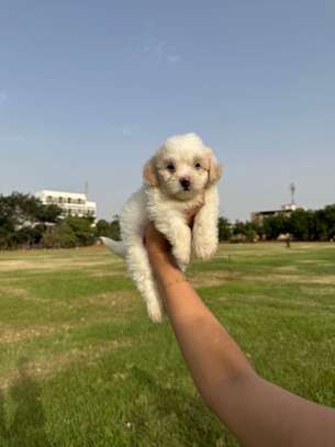 Bichon maltais image 7