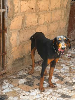 Couple doberman image 4