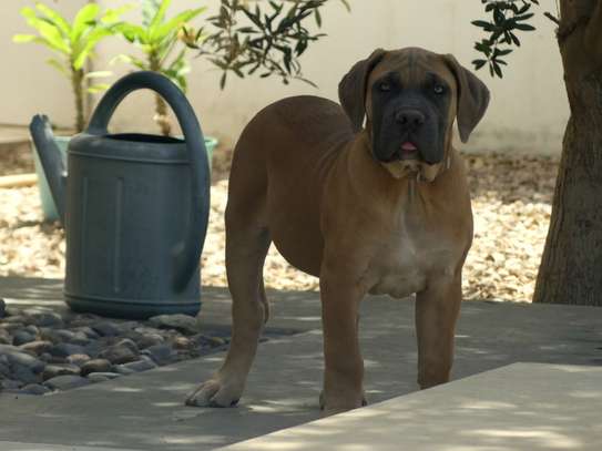 vente chiots boerboels image 5