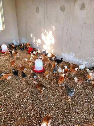 Poussins et œufs fertiles poulet goliath image 8