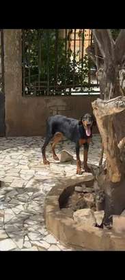Couple doberman image 3