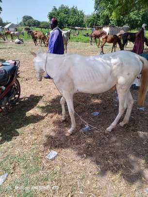Cheval Mbëy albinos image 2