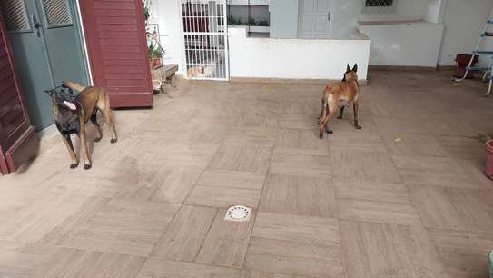🐶 7 chiots mâles Malinois disponibles à la réservation 🐶 image 3