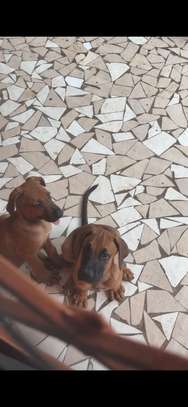 Rhodesian Ridgeback x malinois image 3