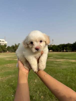 Bichon maltais image 6