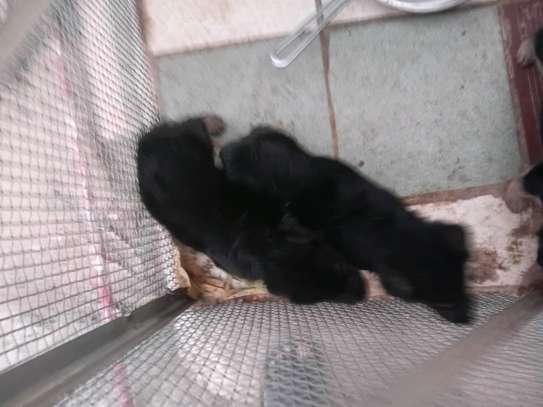 Chiots a vendre image 9