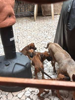 Rhodesian Ridgeback x malinois image 6