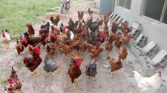 Poussins et œufs fertiles poulet goliath image 3