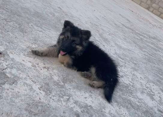 Berger Allemand chiot noir et feu image 7