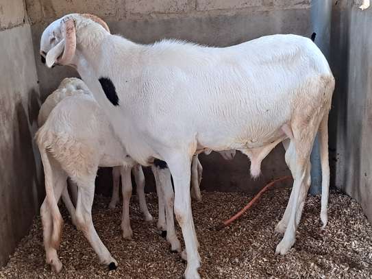 Mouton Ladoum lignée Atomic à vendre image 4