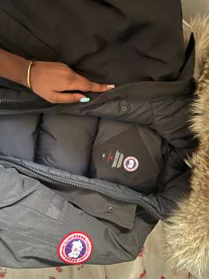 Canada goose image 5