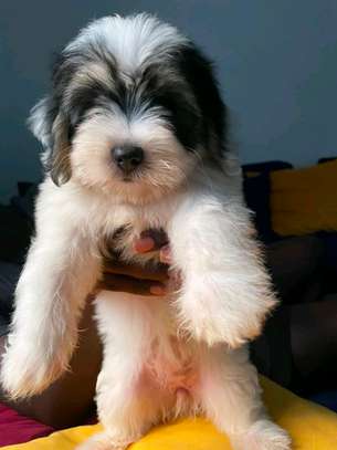 2 Chiots Bichon Maltais affectueux et joueurs image 6