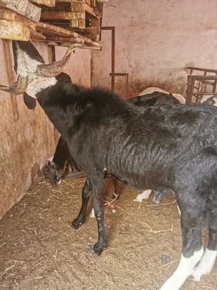 Vente Flash mouton Tabaski image 5